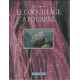 Le coquillage à pourpre