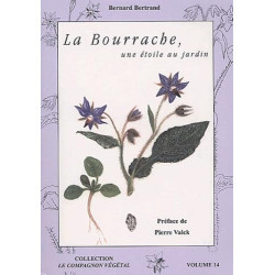 La bourrache: Une étoile au jardin