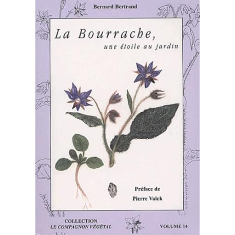 La bourrache: Une étoile au jardin
