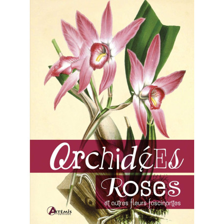 Orchidées roses et autres fleurs fascinantes