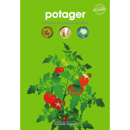 Potager: Comment poussent les tomates
