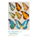 Mes Chasses Aux Papillons